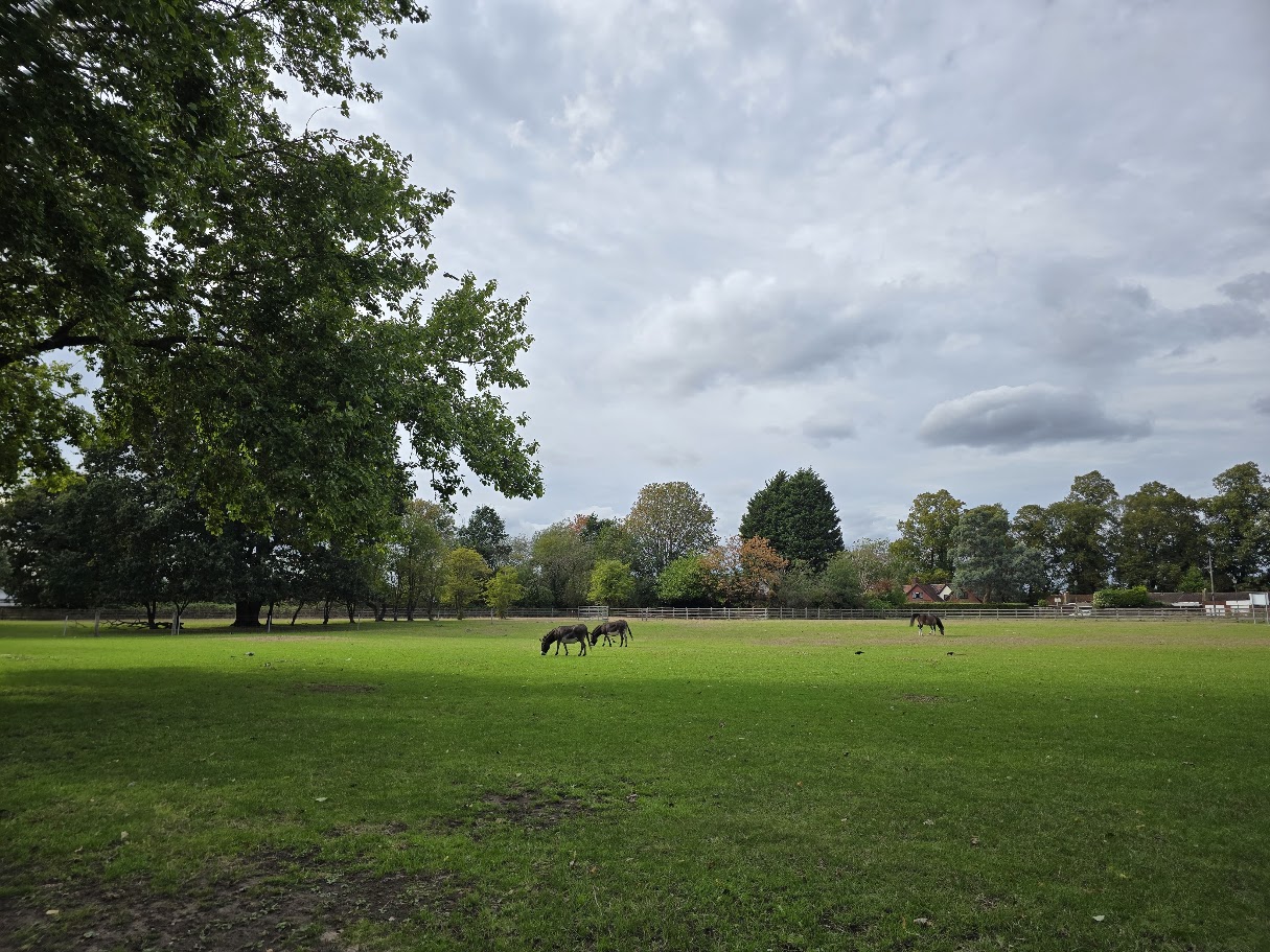 Ponies grazing in a wide open field at Sheldon Country Park, with mature trees on the left and post-and-rail fencing in the background under a cloudy sky