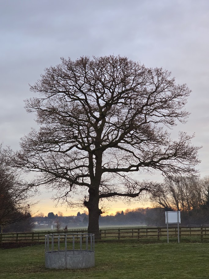 A large bare tree silhouetted against a winter sunset sky at Sheldon Country Park, with a circular metal tree guard at its base and wooden fencing behind it