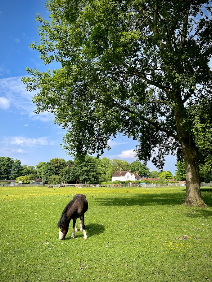 A pony grazing on lush green grass beside a large tree in full summer leaf at Old Rectory Farm, Sheldon Country Park, with the white farmhouse building visible in the background